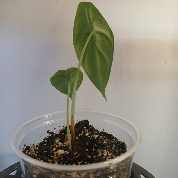 Alocasia Puncak Borneensis - Picture 4 of 6